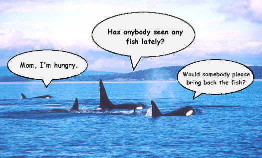 FUNNY COMICS ABOUT THE KILLER WHALE